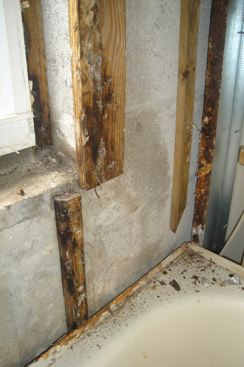 mold removal coral springs